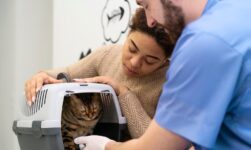 palliative care for cats